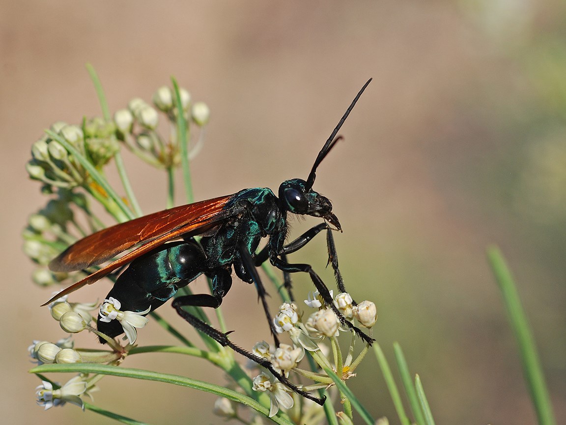 green tarantula hawk