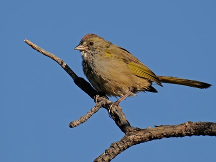 Green-tailed Towhee