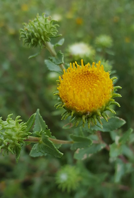 gumweed