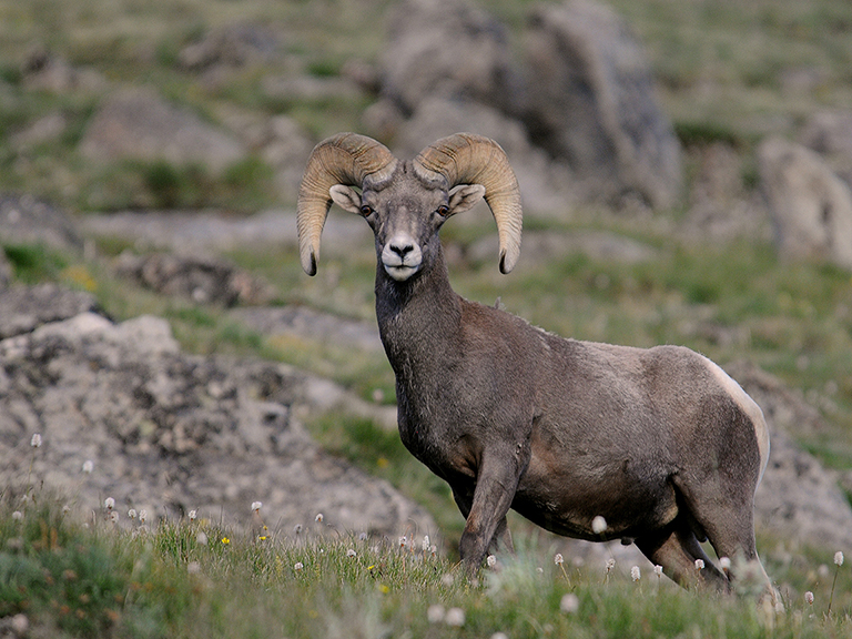 Bighorn Sheep - Bandelier National Monument (U.S. National Park