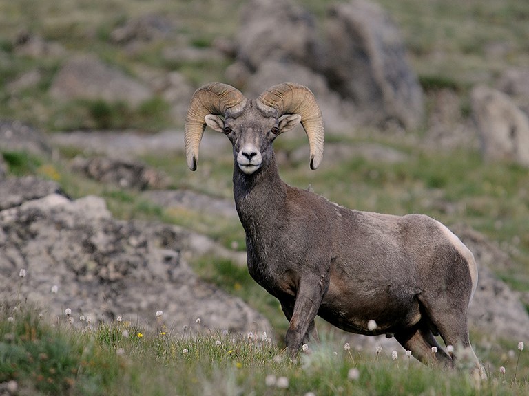 Bighorn Sheep Bandelier National Monument (U.S. National Park Service)
