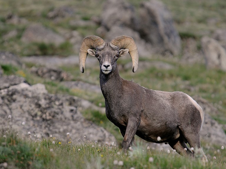 male big-horned sheep