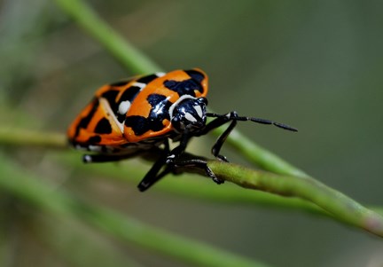 harlequin cabbage bug