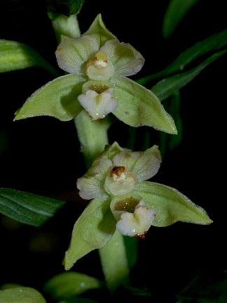 helleborine