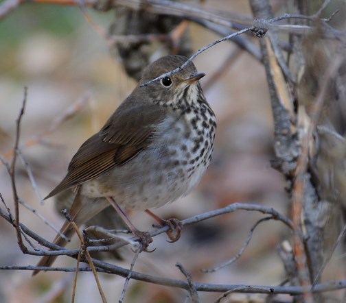 hermit thrush