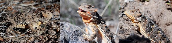 horned lizard's varied coloration