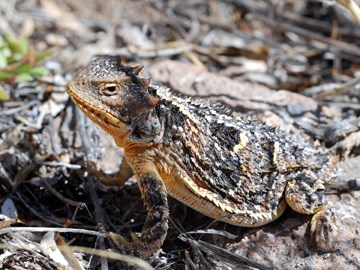 short-horned lizard short-horned lizard