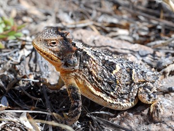 short-horned lizard