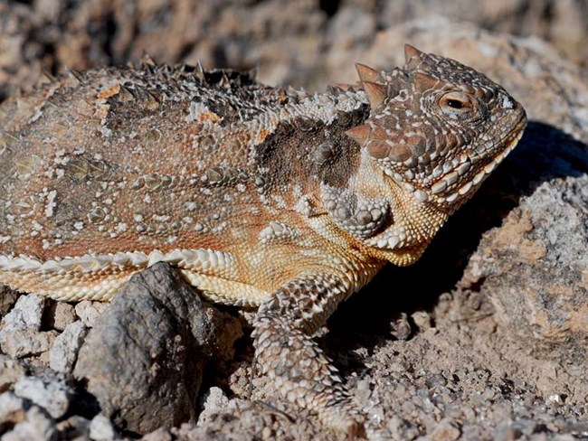 cu horned lizard