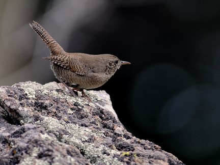 house wren