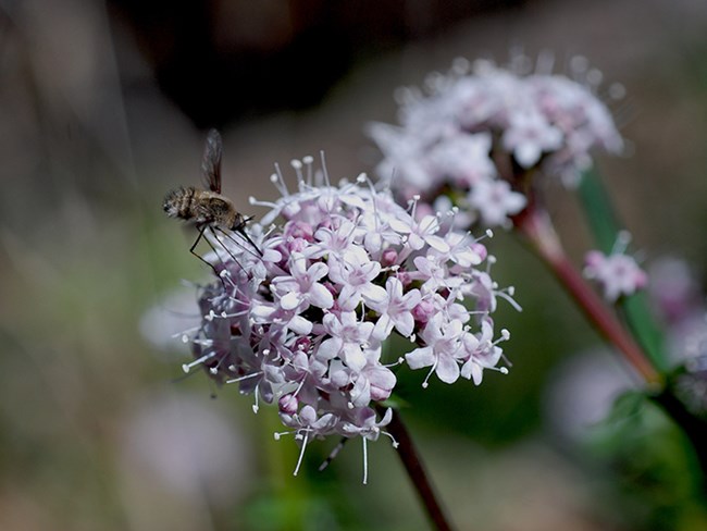 hover fly at valerian