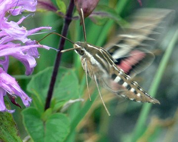 hummingbird moth