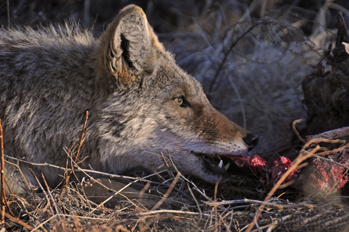 Coyotes - Bandelier National Monument (U.S. National Park Service)