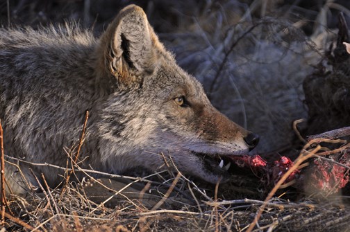 hungry coyote