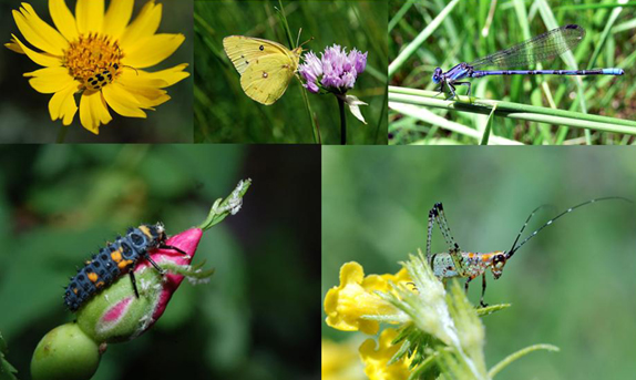 insect diversity