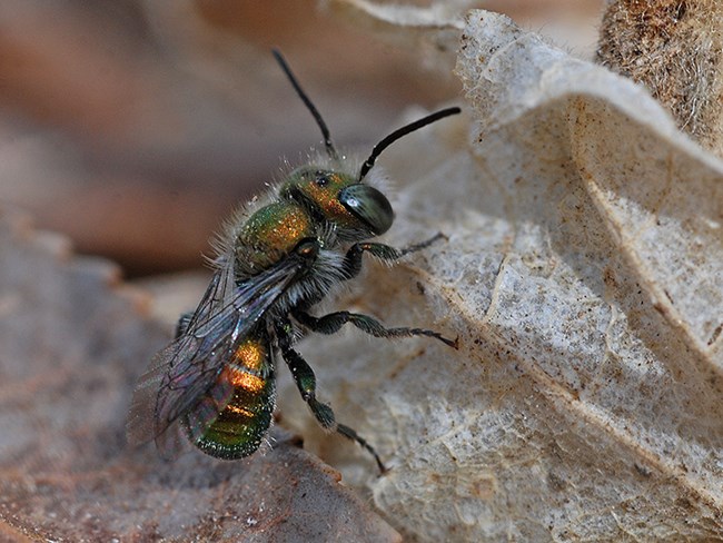 Osmia