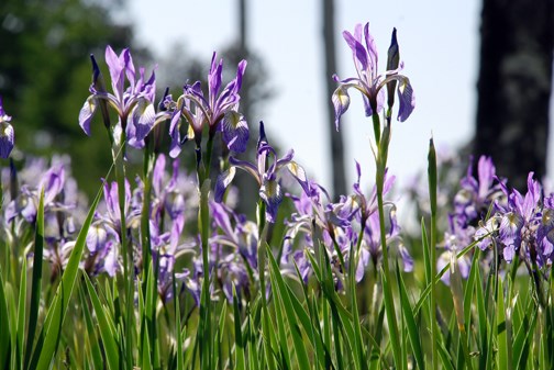 Wild Iris