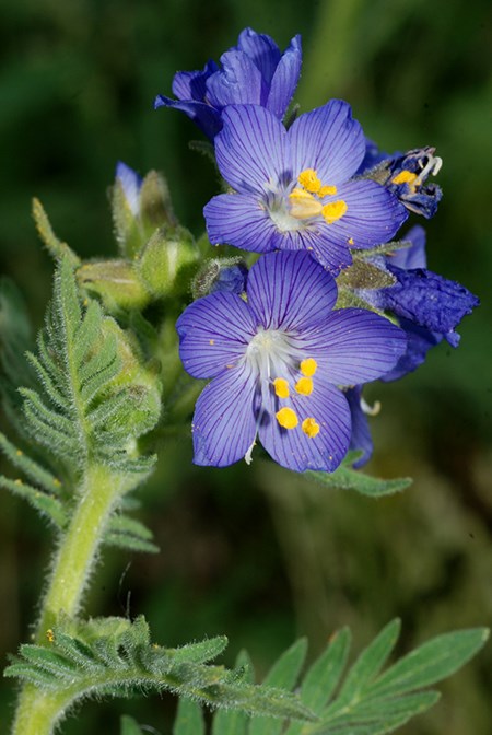 jacobs ladder