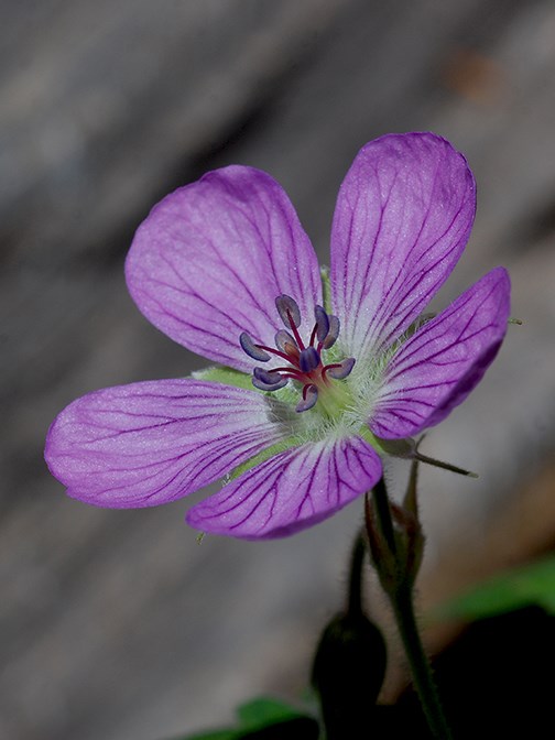 james geranium