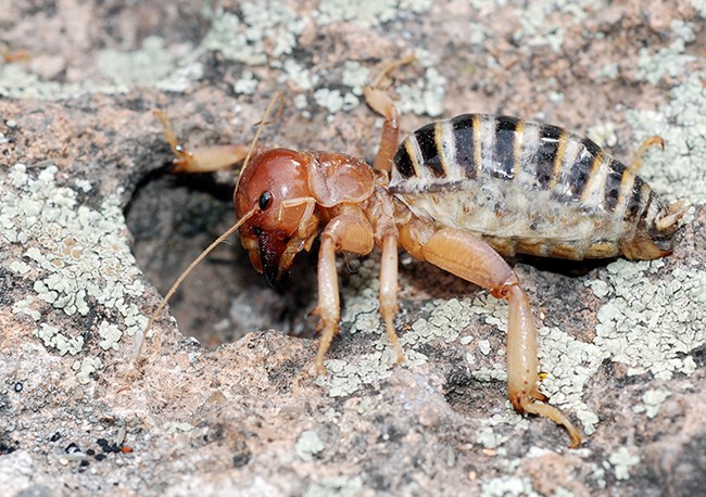 jerusalem cricket