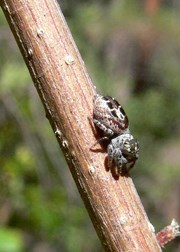 JUMPING SPIDER