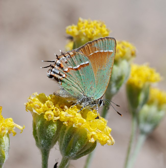 juniper hairstreak