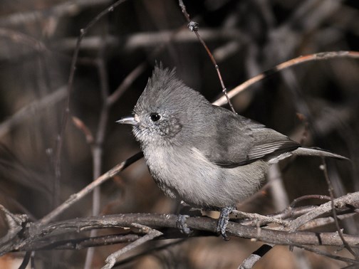 juniper titmouse 3