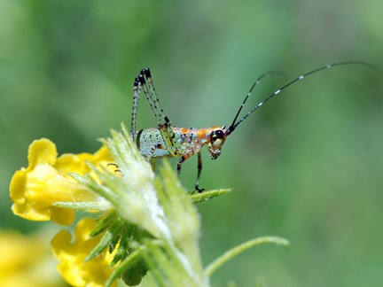 capnobotes occidentalis