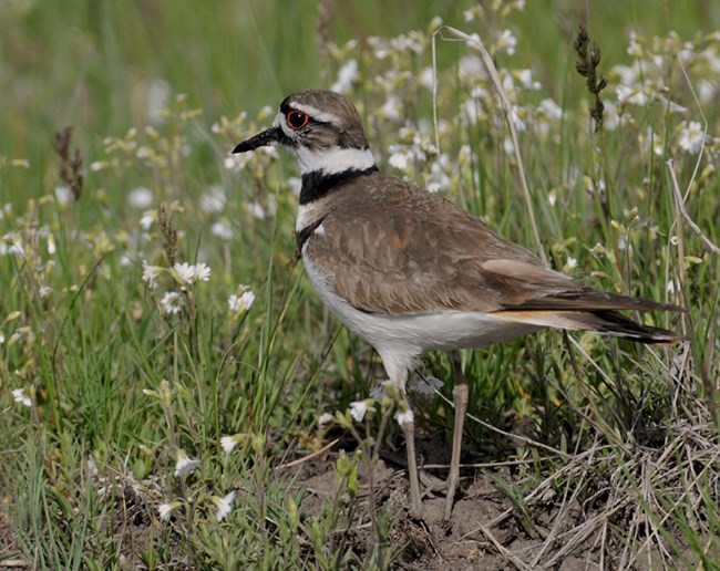 killdeer