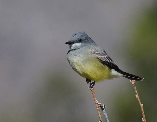 Cassins kingbird