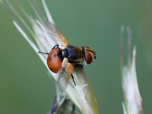 Gymnosoma