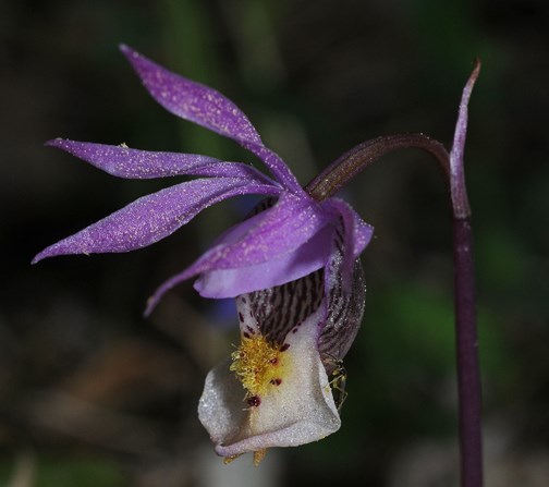 fairy slipper 3