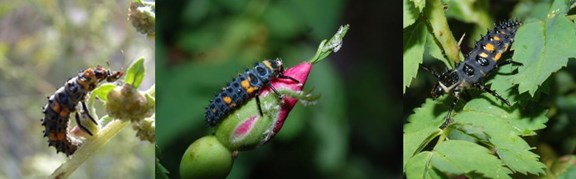 ladybug larvae