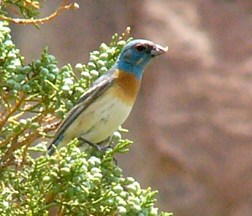 Lazuli Bunting