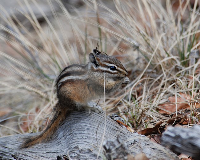 least chipmunk eats