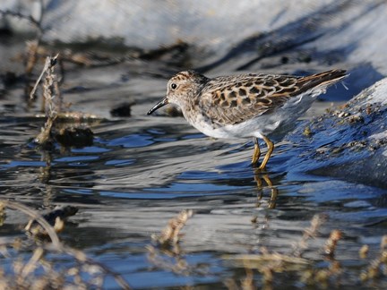 Least Sandpiper