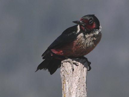 Lewis's Woodpecker