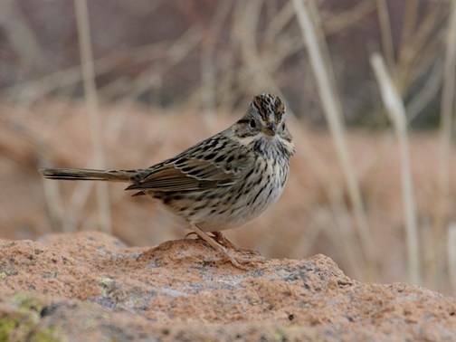 Lincoln's Sparrow