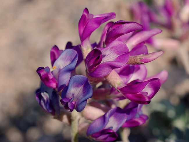 locoweed