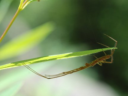 long-jawed orb weaver