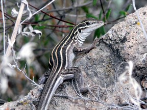 Whiptailed Lizard