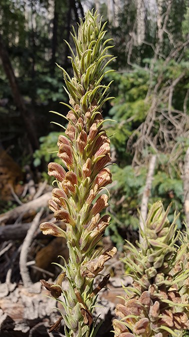 lousewort