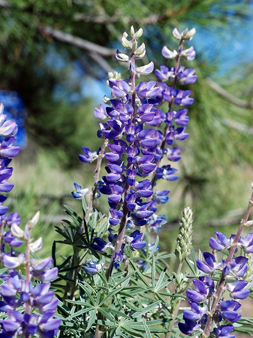lupine