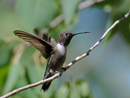 male black chin hummer