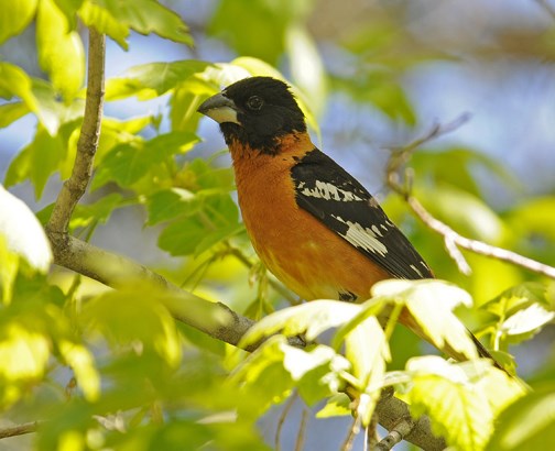 male black headed grosbeak