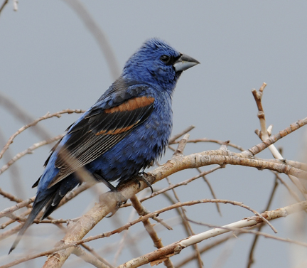 Summer/Migratory Birds - Bandelier National Monument (U.S. National