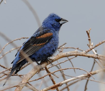 male blue grosbeak 2