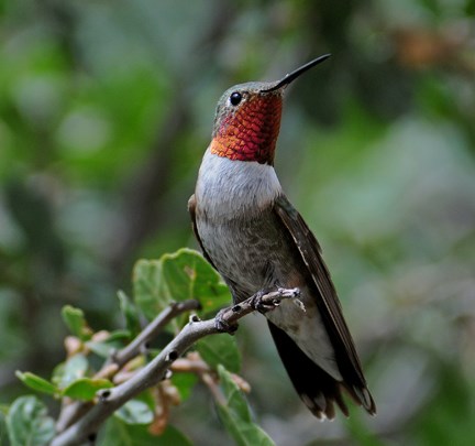 male broadtailed hummer