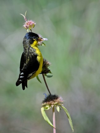 male lesser goldlfinch