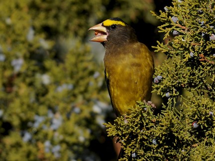 male evening grosbeak 14b